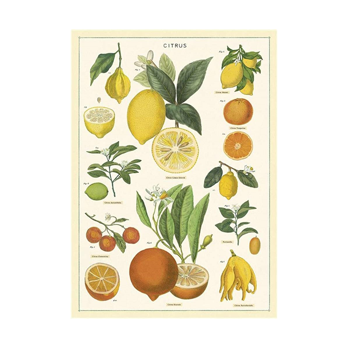 Citrus - 1000 brikker