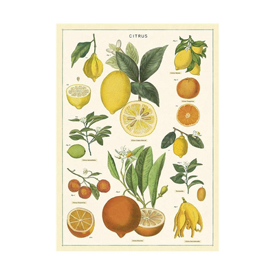 Citrus - 1000 brikker