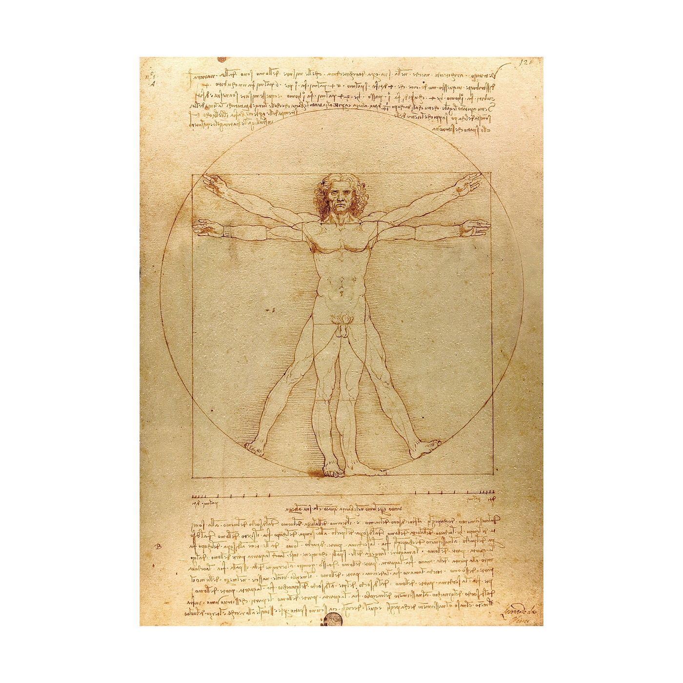 Da Vinci: The Vitruvian Man - 1000 brikker
