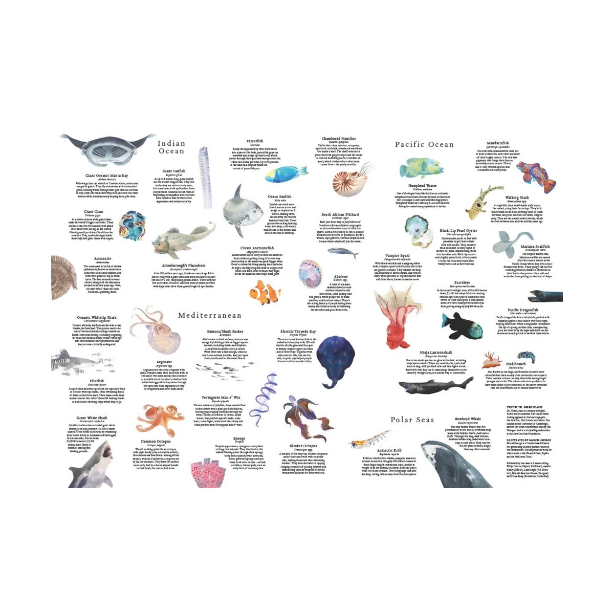 Puslespil Around The World In 50 Fish - 1000 brikker