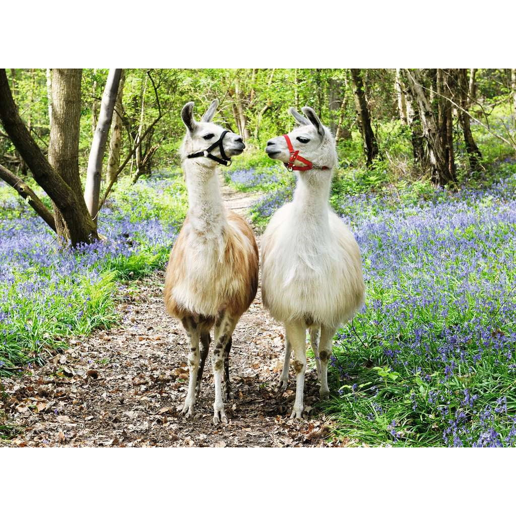 Llama Love - 100 XXL brikker
