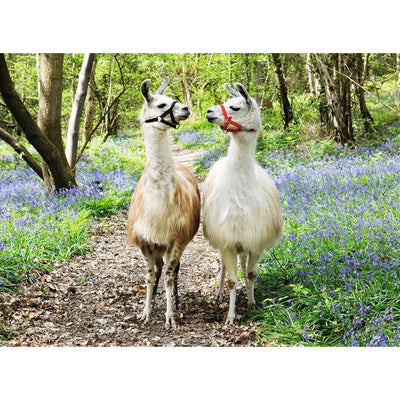 Llama Love - 100 XXL brikker