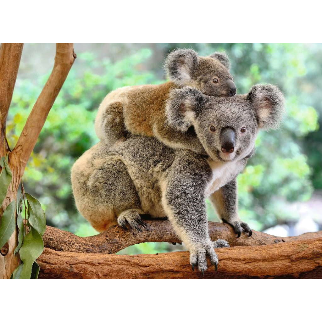 Koala Love - 200 XXL brikker