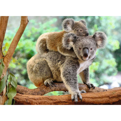 Koala Love - 200 XXL brikker
