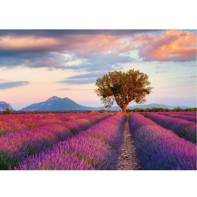 Lavender Fields - 1000 brikker